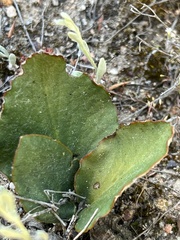 Pelargonium asarifolium
