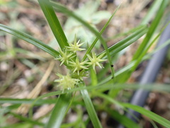 Cyperus croceus