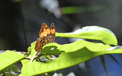 Adelpha saundersii frontina