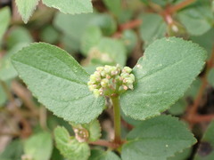 Euphorbia ophthalmica
