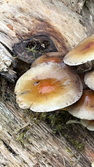 Hypholoma