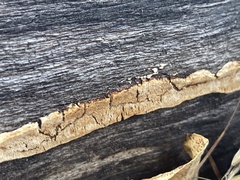 Fomitopsidaceae