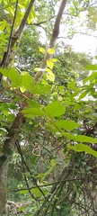 Amphilophium