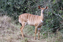 Tragelaphus angasii