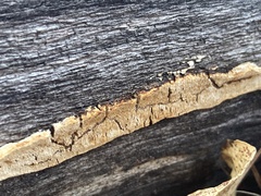Fomitopsidaceae