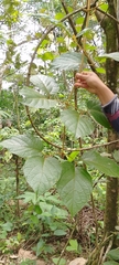 Amphilophium
