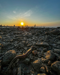 Gymnothorax pseudothyrsoideus