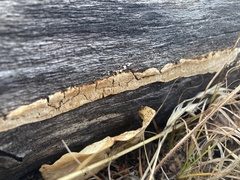 Fomitopsidaceae