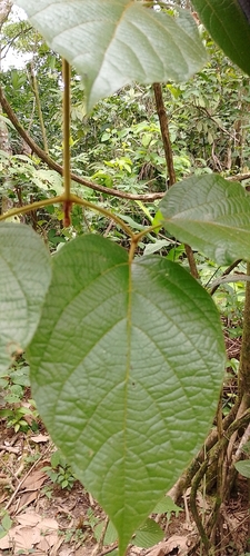 Amphilophium aschersonii