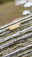 Cacopsylla annulata