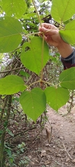 Amphilophium