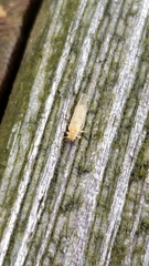 Cacopsylla annulata