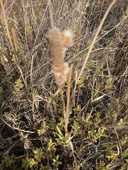 Typhaceae