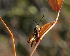 Penstemonia