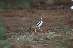 Vanellus albiceps