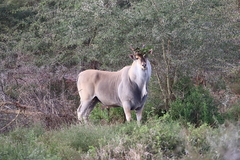 Tragelaphus oryx oryx