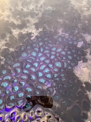 Palythoa mutuki