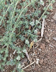Helichrysum caespititium