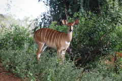 Tragelaphus angasii