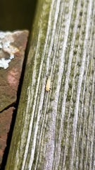 Cacopsylla annulata