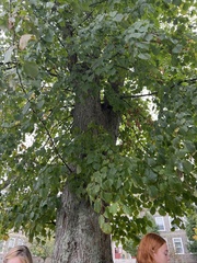 Tilia × europaea