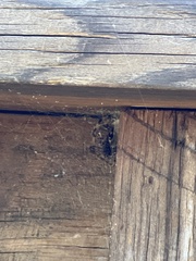 Araneus