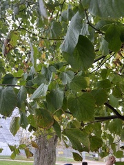 Tilia × europaea