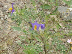 Solanum citrullifolium