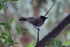 Pycnonotus barbatus layardi