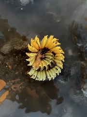 Volegalea cochlidium