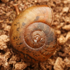 Austrorhytida capillacea