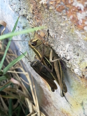 Eyprepocnemis plorans