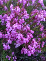 Erica cubica