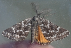 Athroolopha pennigeraria