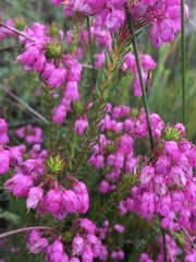 Erica cubica