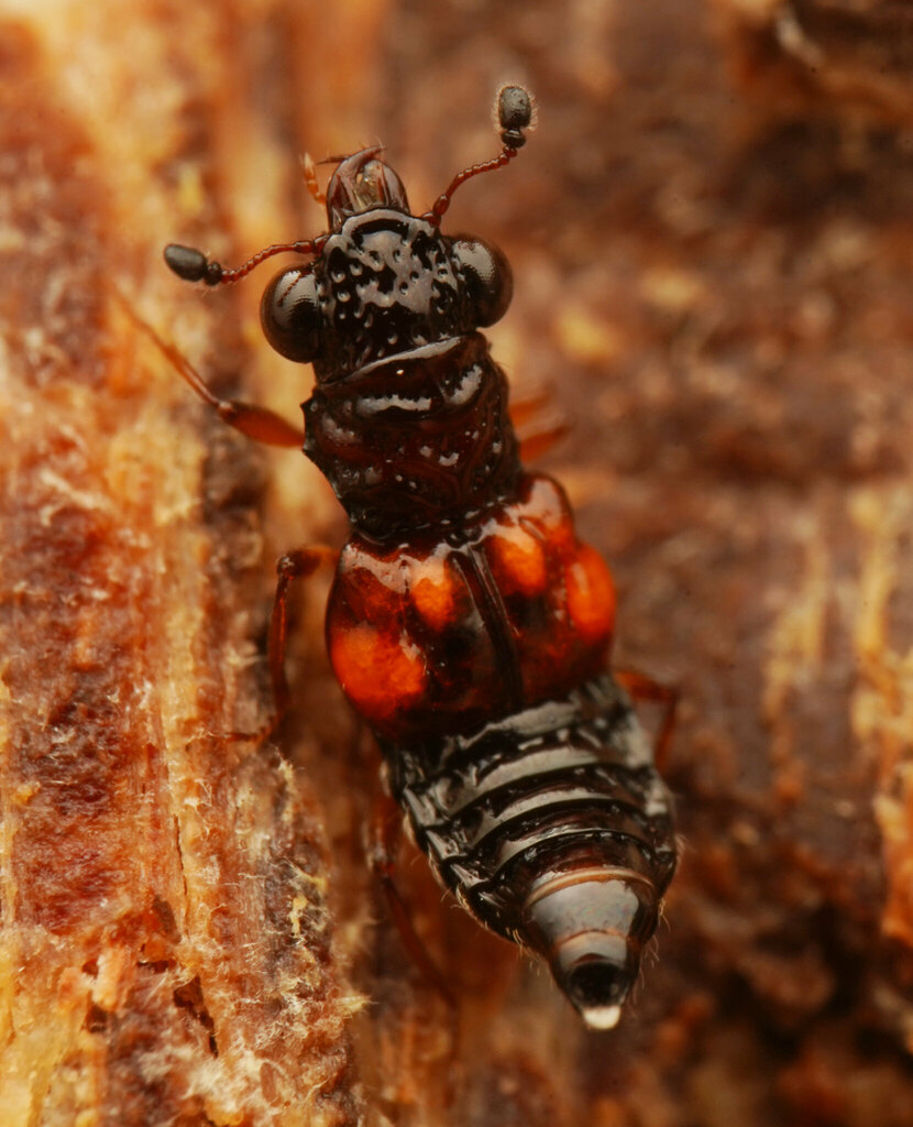 Megalopsidiinae