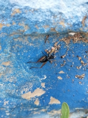 Trigonidium cicindeloides