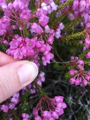 Erica cubica