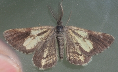 Bupalus piniaria