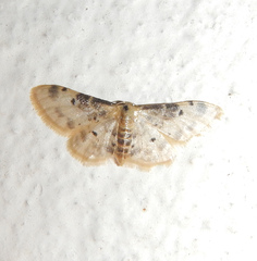 Idaea filicata