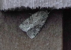 Lacinipolia implicata