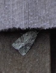 Lacinipolia implicata