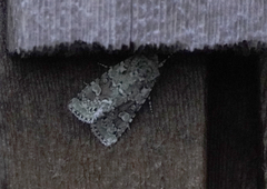 Lacinipolia implicata