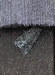 Lacinipolia implicata