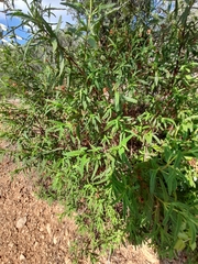 Cistus monspeliensis
