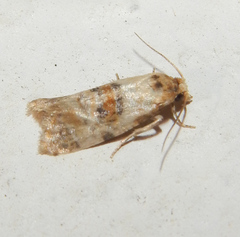 Cochylina
