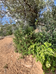 Cistus monspeliensis