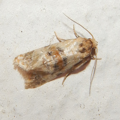 Cochylina