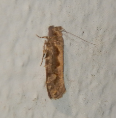 Gelechiidae