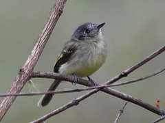 Leptopogon superciliaris